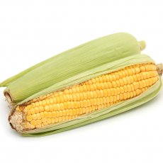 Sweet Corn